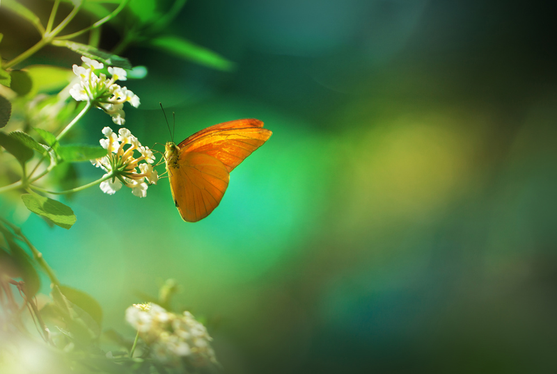 Illustration for article titled Ethereal Insect Photographs Will Cure Your Phobia of Bugs